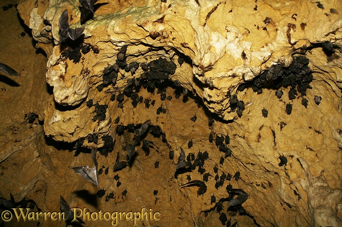 Bats roosting in the limestone caves at Tamana.  Trinidad