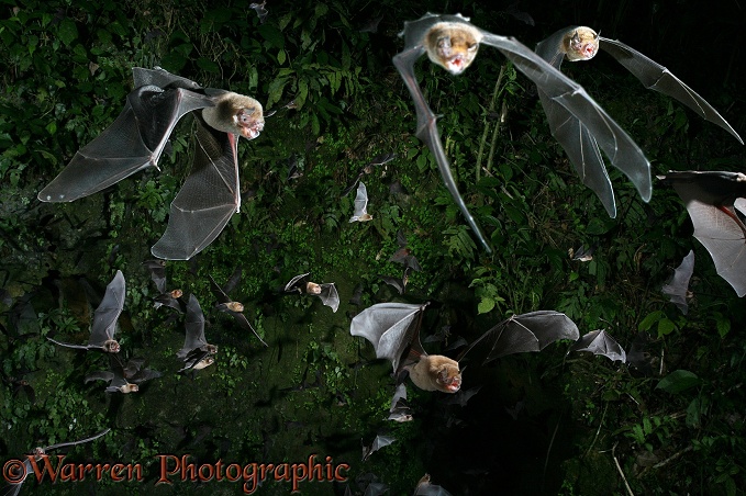 Davy's Naked-backed Bats (Pteronotus davyi) emerging at dusk from a vertical shaft of the limestone caves at Tamana, Trinidad