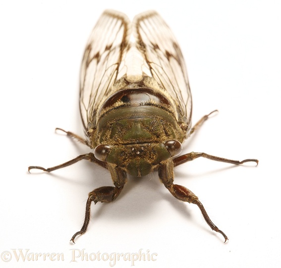 Cicada (unidentified), white background