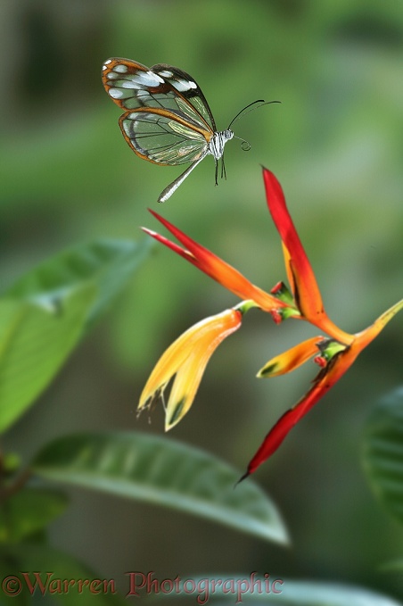 Glasswing Butterfly (Hymenitis andromica).  South America