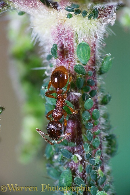 Red Ant (Myrmica rubra) worker collecting honeydew from Nettle Aphids (Lachnus roboris)