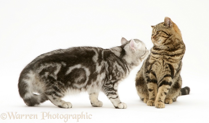 Silver Exotic cat meets British Shorthair Brown Spotted cat Tiger Lily, white background