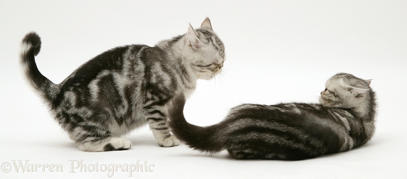 Silver Exotic cats play-fighting, white background