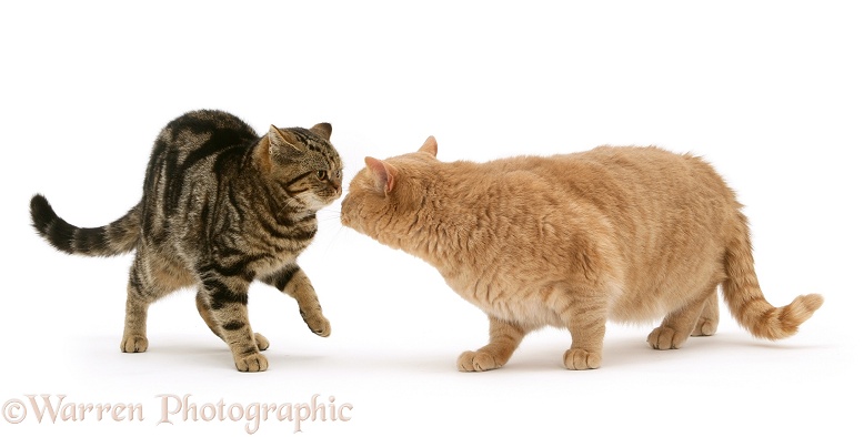 British Shorthair Brown Tabby female cat Tiger Lily meets Cream Spotted cat Horatio, white background
