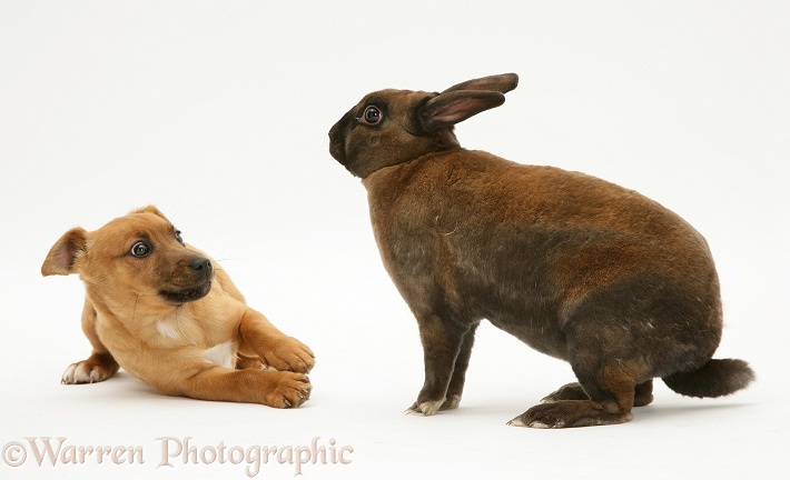 Chihuahua-cross puppy with fierce sooty-fawn dwarf Rex rabbit, white background