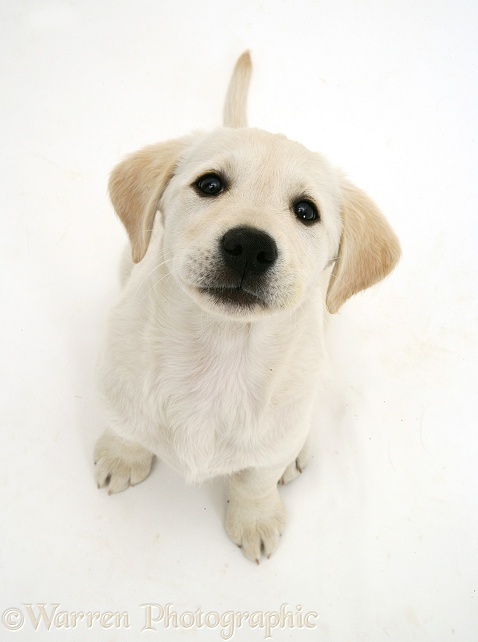 Retriever pup sitting looking up, white background
