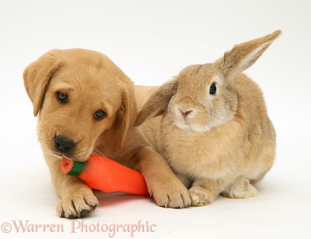 Yellow Labrador Retriever pup with squeaky toy carrot and young sandy Lop rabbit, white background