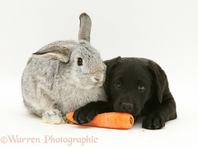 Black Labrador Retriever pup has stolen the silver Lop rabbit's carrot, white background