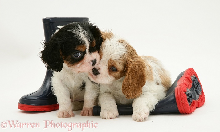 Tricolour and Blenheim Cavalier King Charles Spaniel pups with child's wellie boots, white background