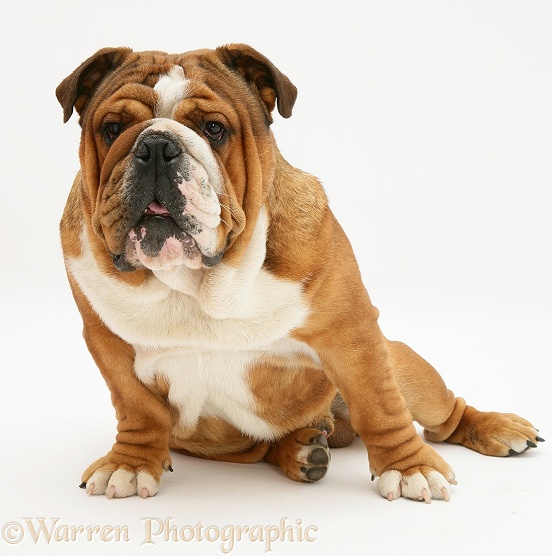 Bulldog sitting, white background
