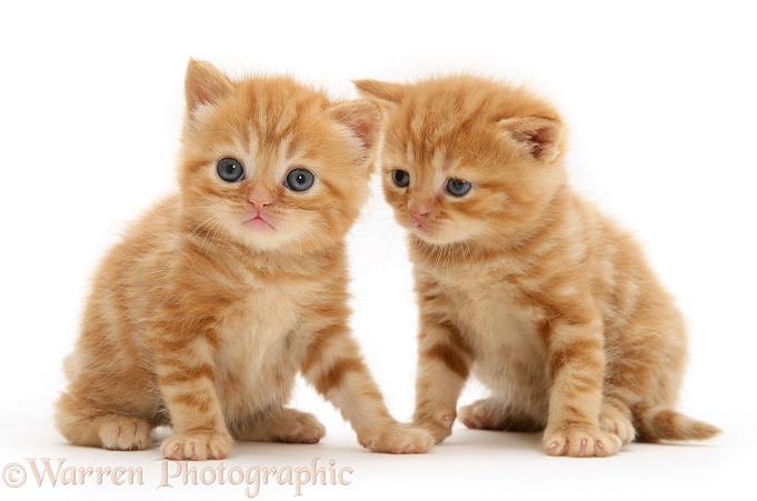 British shorthair red tabby kittens, white background