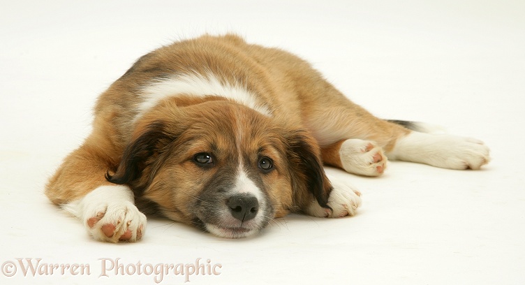 Border Collie pup lying with chin on floor, white background