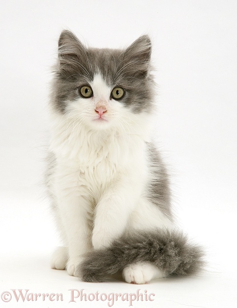 Grey-and-white kitten sitting, white background