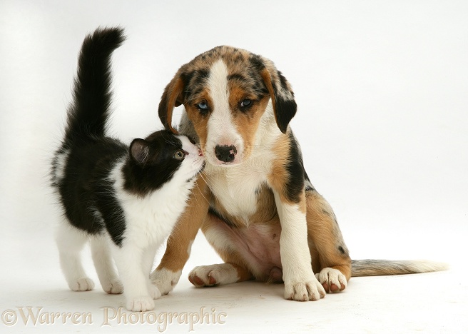 Black-and-white Nancy kitten with merle pup Border Collie, Kylie, 8 weeks old, white background