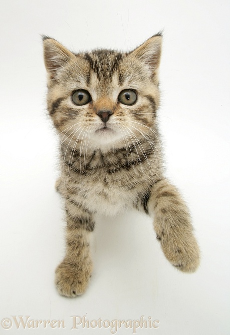 Tabby kitten lifting a paw up, white background