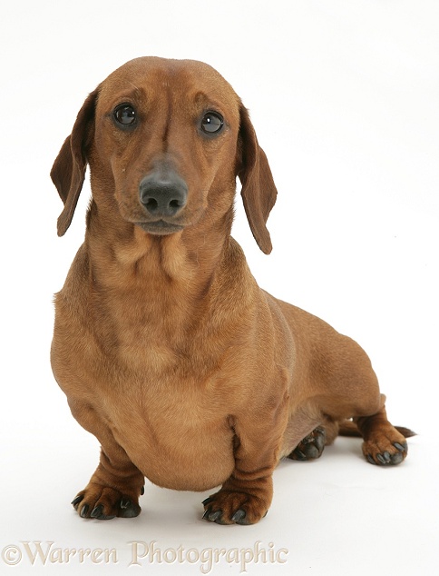 Red smooth-haired Miniature Dachshund bitch, standing, white background