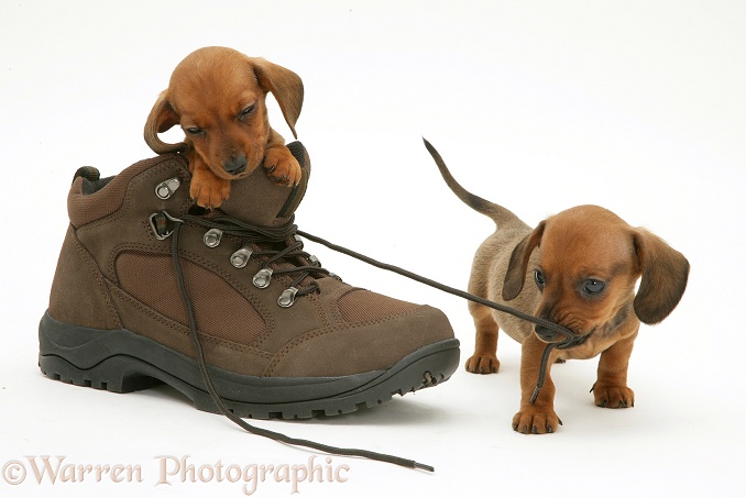 Dachshund pups playing with a shoe and pulling the laces, white background