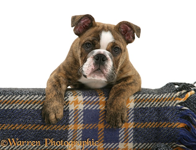 Bulldog pup with paws over a tartan rug, white background