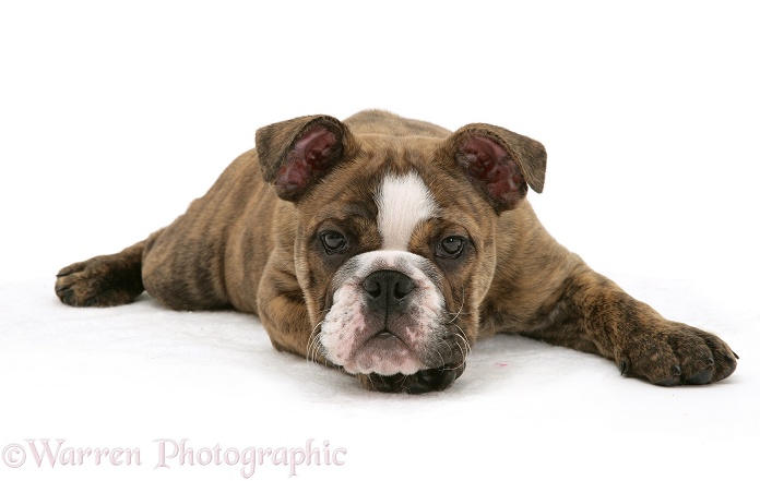 Bulldog pup lying down, white background