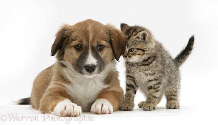 Border Collie pup with tabby kitten, white background