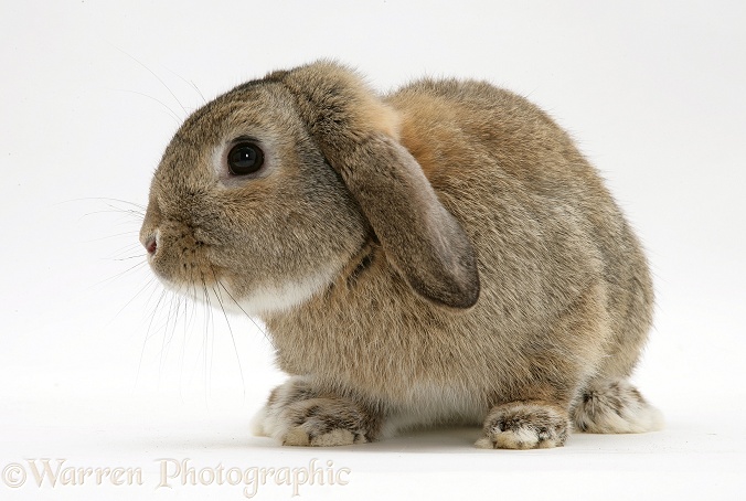 Lop earred rabbit, white background