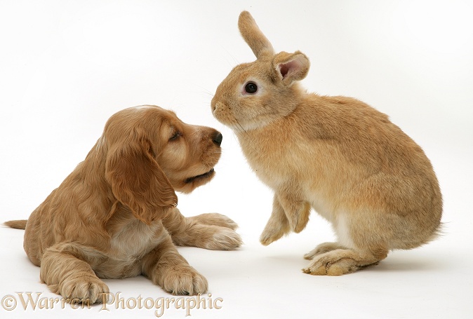 Golden Cocker Spaniel puppy and rabbit, white background