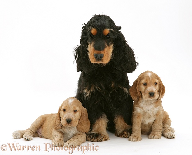 Black-and-tan Cocker Spaniel, Billy, with two gold pups, white background