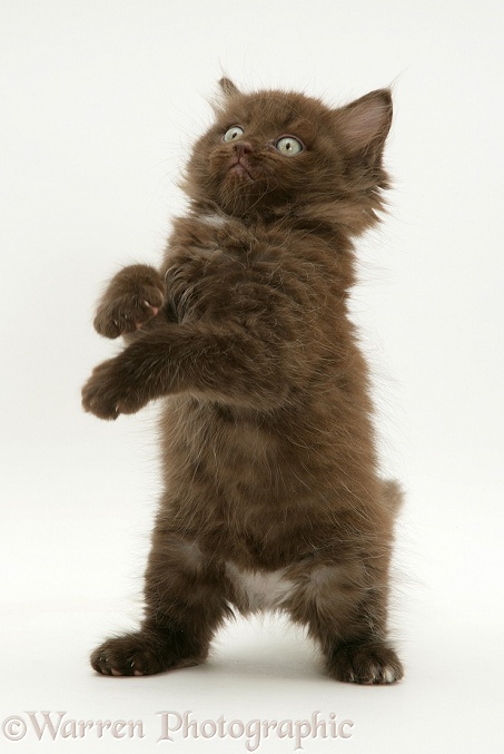 Chocolate kitten, Cocoa, standing on hind legs, white background