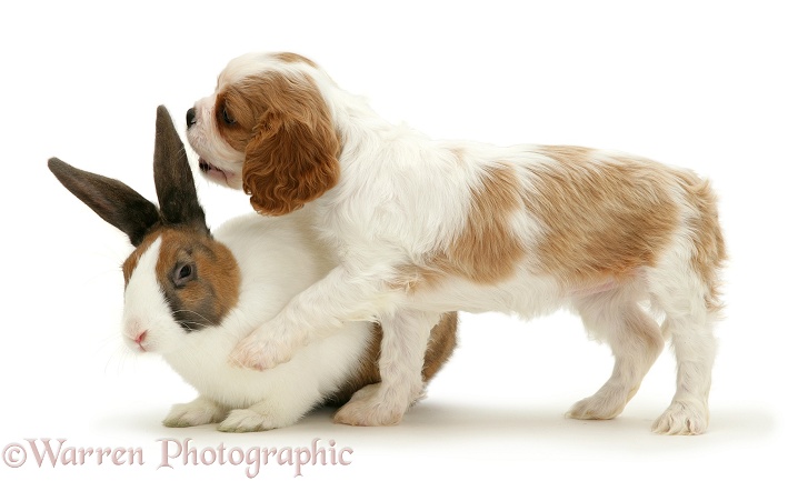 Cavalier King Charles Spaniel puppy with fawn Dutch rabbit, white background