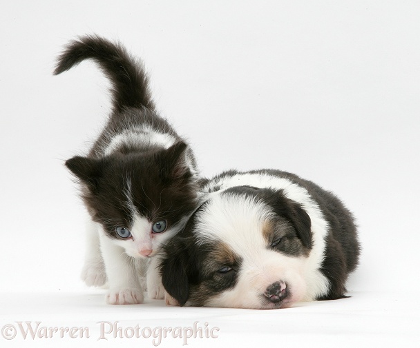 Border Collie pup and black-and-white kitten, white background