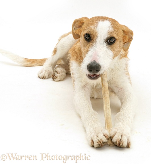 Lurcher Kipling chewing a dog-chew, white background