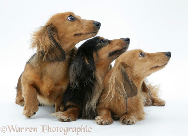 Three miniature longhaired Dachshunds, white background