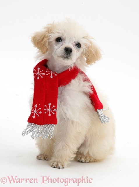 Poodle with scarf and Father Christmas hat, white background