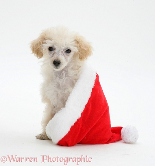 Poodle sitting in a Father Christmas hat, white background
