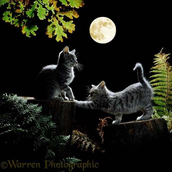 Blue tabby kittens, 10 weeks old, playing out at night by the light of the full moon