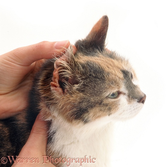 Blue cream-and-white cat with ear mites, showing the dirty, waxy inside of the ear, white background