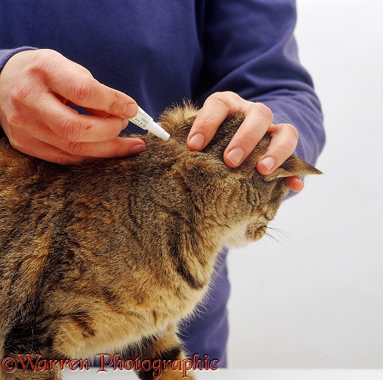 Parting the fur before applying spot-on flea treatment to neck of tabby cat, Gaby, white background