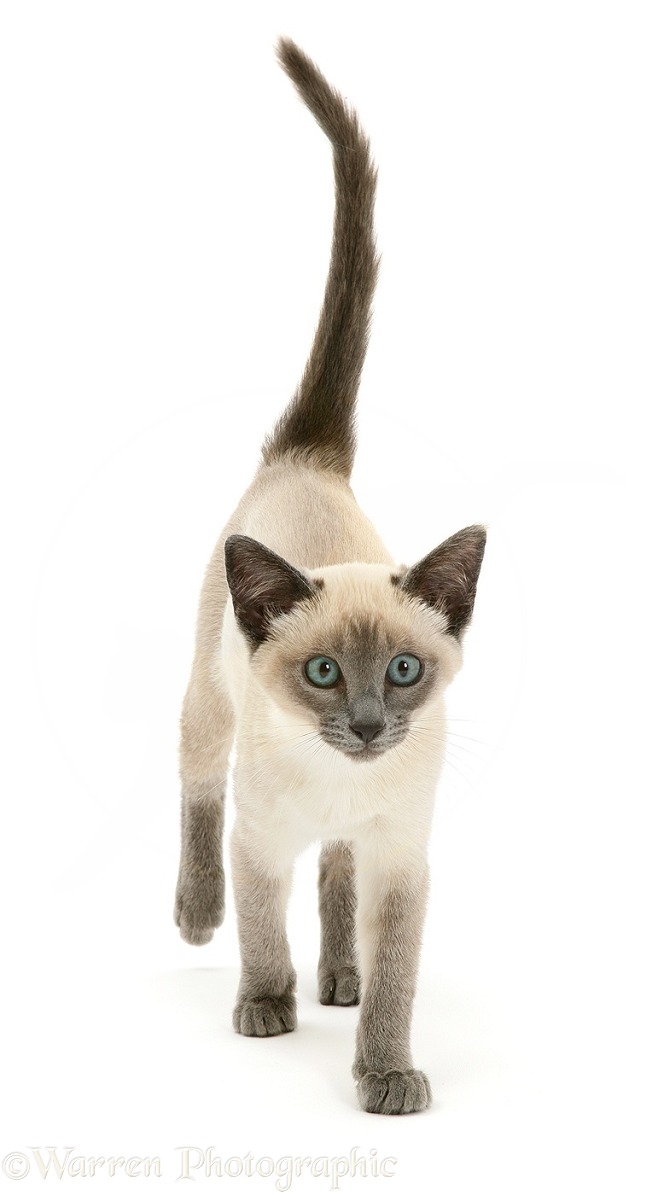 Blue-point Siamese kitten, white background