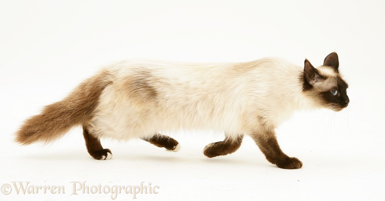Seal-point Birman-cross cat, anxiously creeping, white background