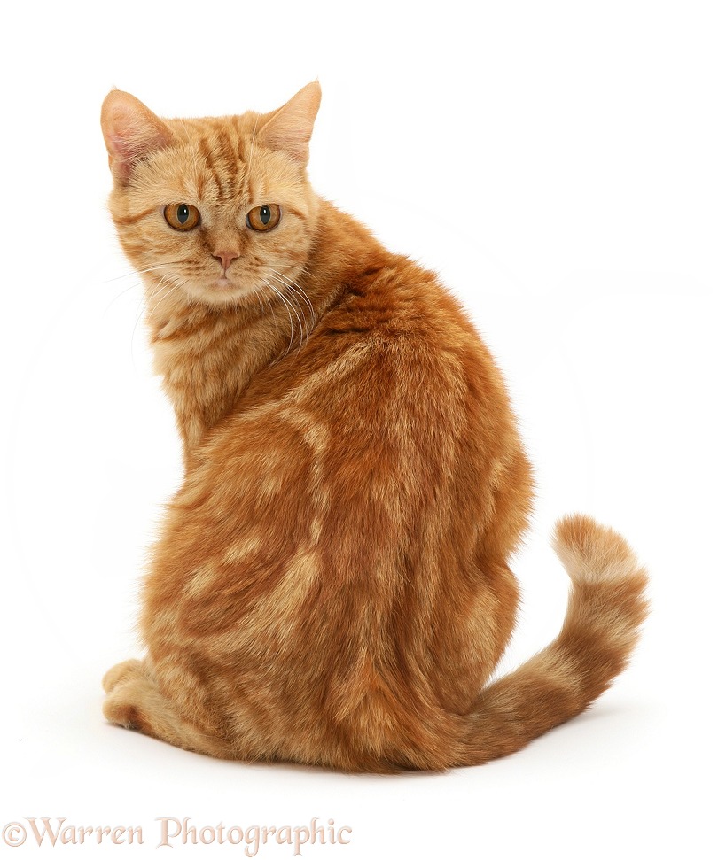 British shorthair red tabby cat, Megan, looking round, white background