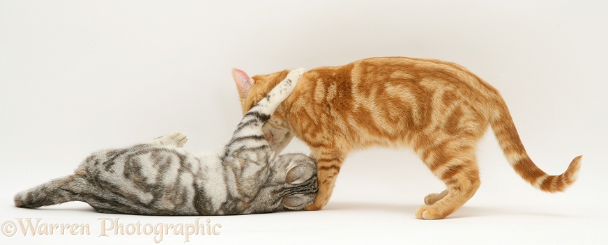 Young silver and ginger cats, Joan and Benedict, playing, white background