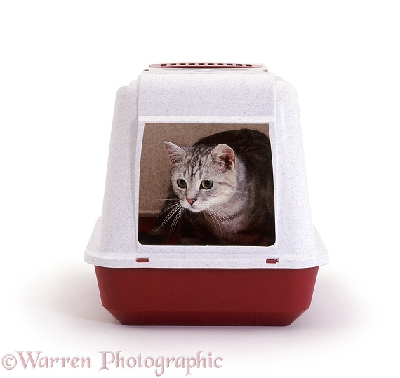 Silver tabby cat Butterfly in covered litter tray, white background