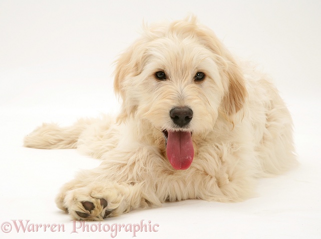 Labradoodle lying with head up, white background