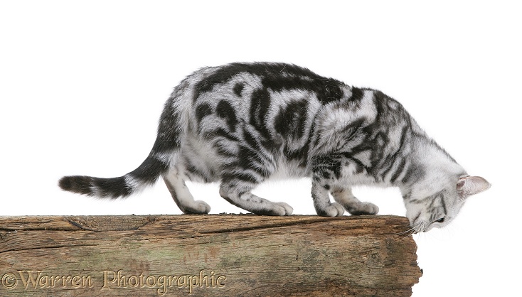 Silver tabby cat scent-marking the top of a fence, white background