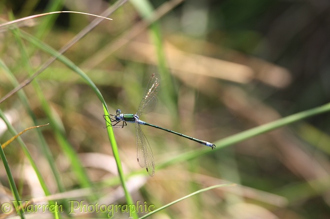 Emerald Damselfly (Lestes sponsa) male