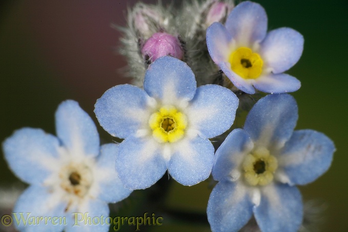 Field Forgetmenot (Myosotis arvensis) flowers