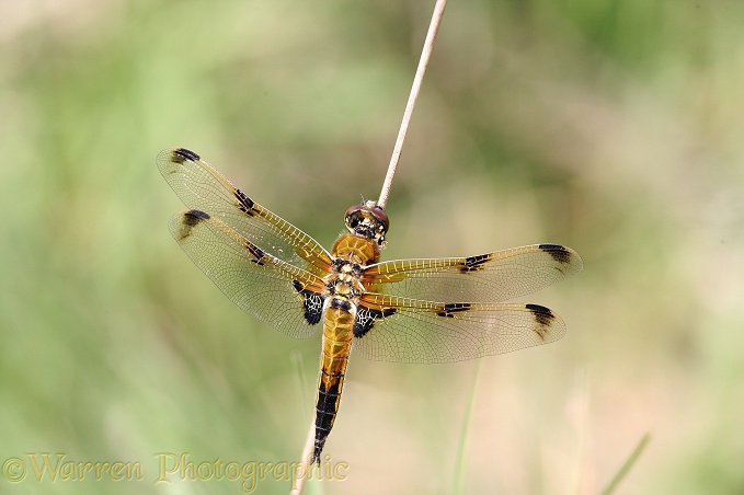 Four-spot Chaser Dragonfly (Libellula quadrimaculata form: praenubila) female