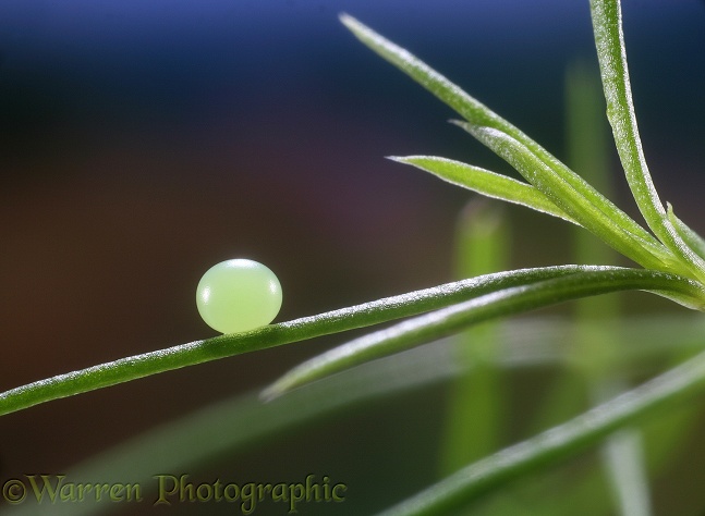 Hummingbird Hawk Moth (Macroglossum stellatarum) egg on Squinancywort