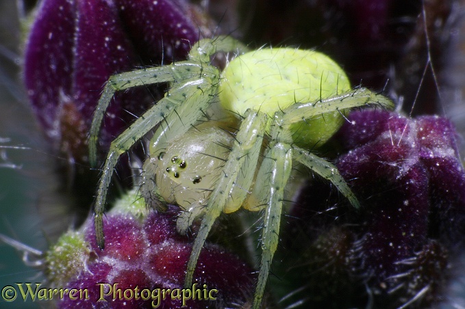 Spider (Araniella cucurbitina) on comfrey