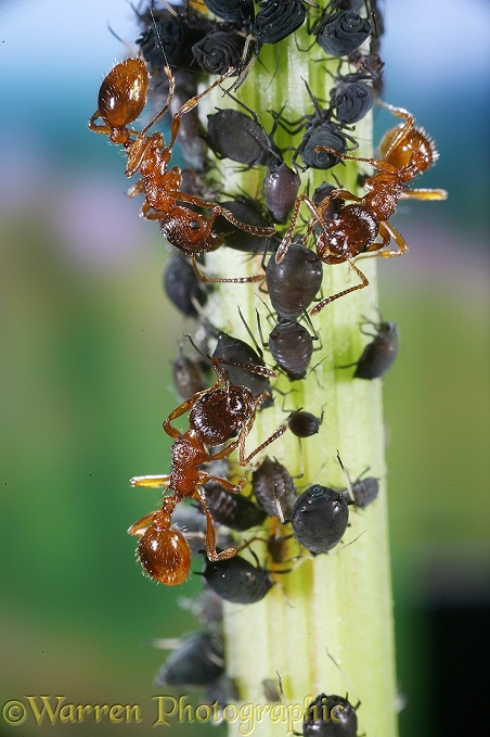 Red Ant (Myrmica rubra) collecting honeydew from aphids on dock (Rumex species)